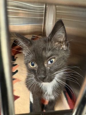 Primary Color Black Secondary Color White Weight 2lbs Age 0yrs 0mths 9wks Animal has been Neuter