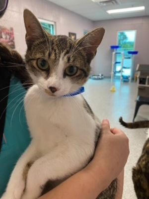 Primary Color White Secondary Color Tabby Weight 65lbs Age 2yrs 0mths 0wks Animal has been Neut