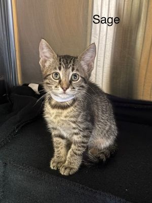 Sage Domestic Short Hair Cat