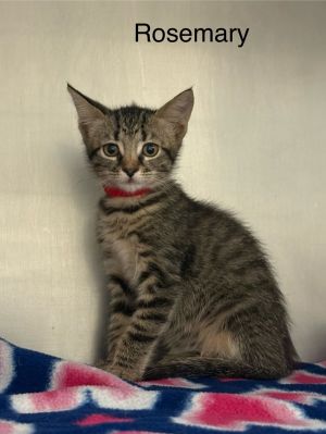 Primary Color Tabby Weight 218lbs Age 0yrs 0mths 10wks