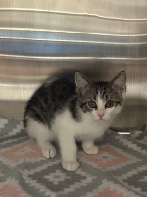 Primary Color Tabby Secondary Color White Weight 193lbs Age 0yrs 0mths 8wks