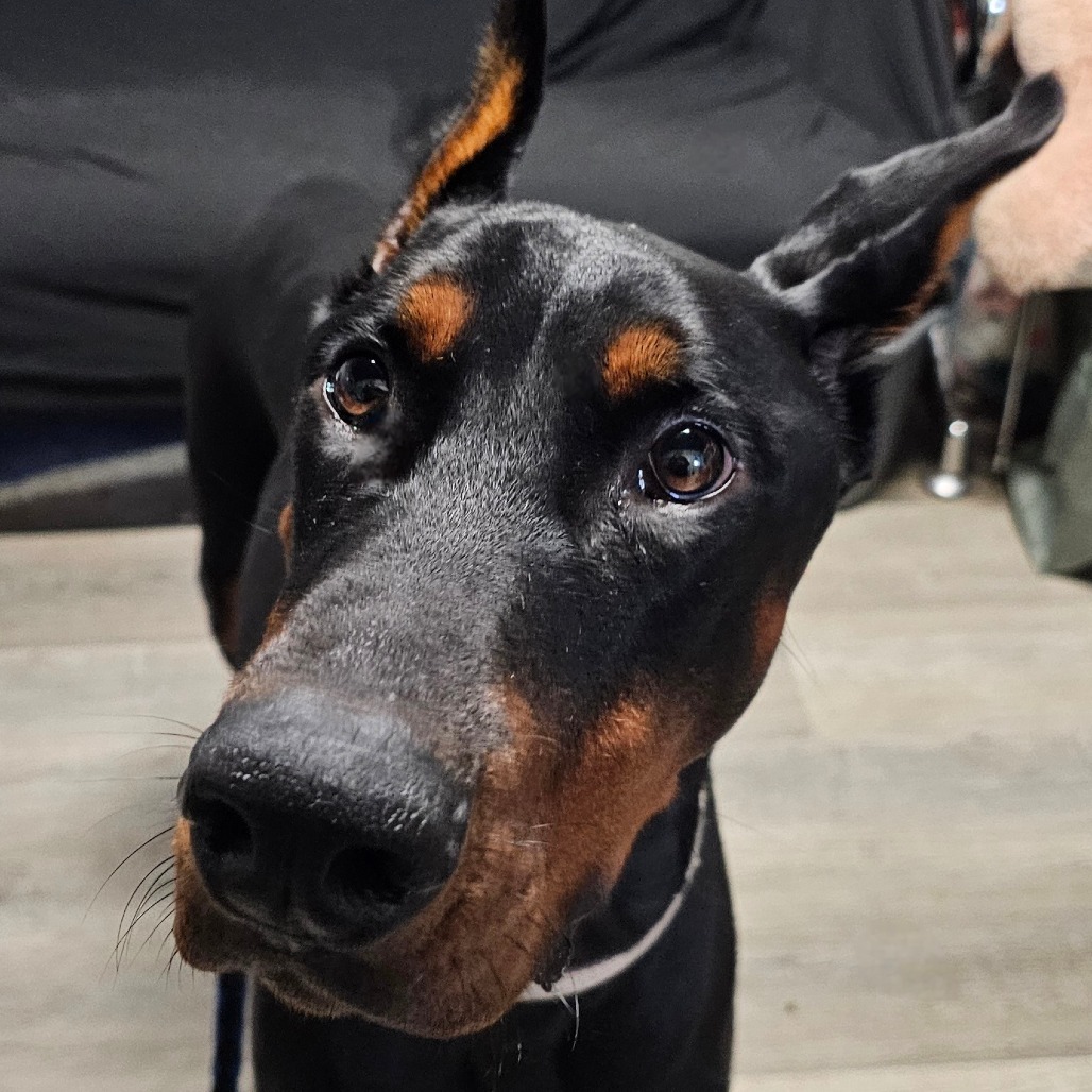 Duke