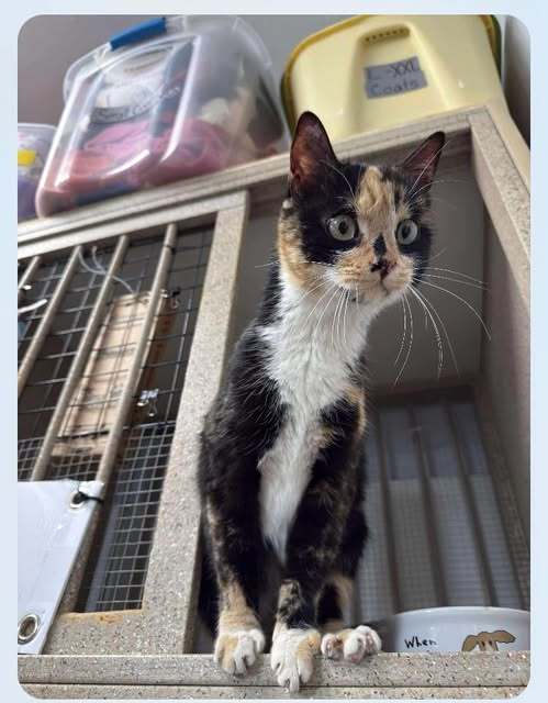 Shroomi, an adoptable Domestic Short Hair in Dillon, MT, 59725 | Photo Image 1
