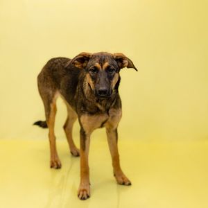 Primary Color Tan Weight 58lbs Age 0yrs 8mths 1wks Animal has been Spayed