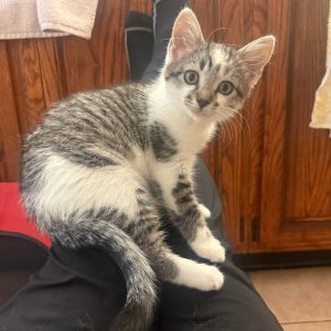Chaps, Baby Female Domestic Short Hair