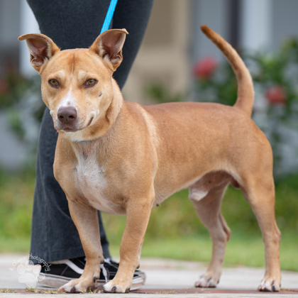 Luis Fonsi, an adoptable Pit Bull Terrier, Mixed Breed in Honolulu, HI, 96826 | Photo Image 1