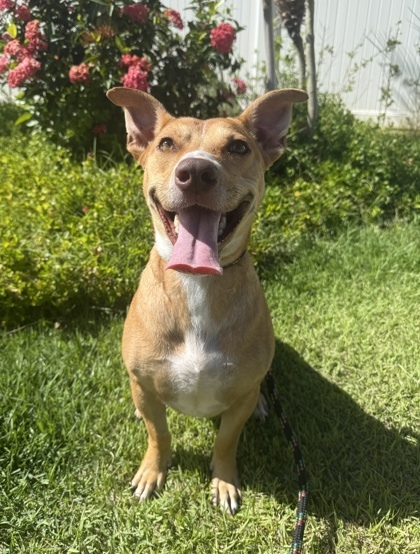 Fonsi, an adoptable Pit Bull Terrier, Mixed Breed in Honolulu, HI, 96826 | Photo Image 1