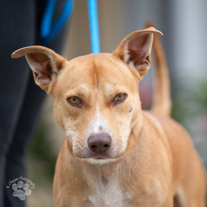 Luis Fonsi, an adoptable Pit Bull Terrier, Mixed Breed in Honolulu, HI, 96826 | Photo Image 2