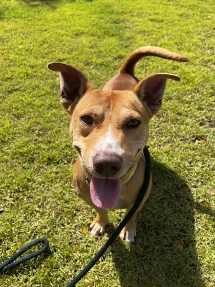 Fonsi, an adoptable Pit Bull Terrier, Mixed Breed in Honolulu, HI, 96826 | Photo Image 2