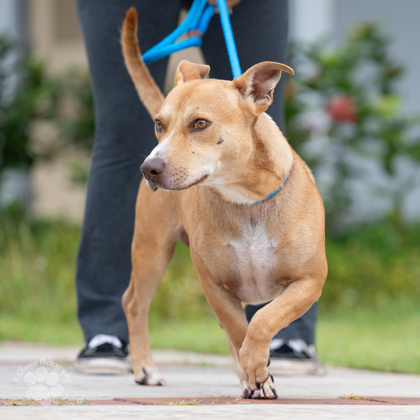 Luis Fonsi, an adoptable Pit Bull Terrier, Mixed Breed in Honolulu, HI, 96826 | Photo Image 3