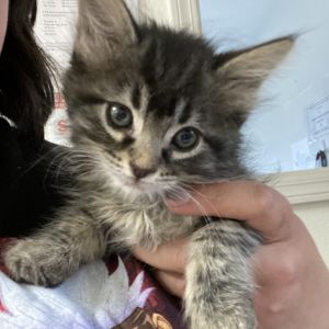 Oscar, Baby Male Domestic Short Hair