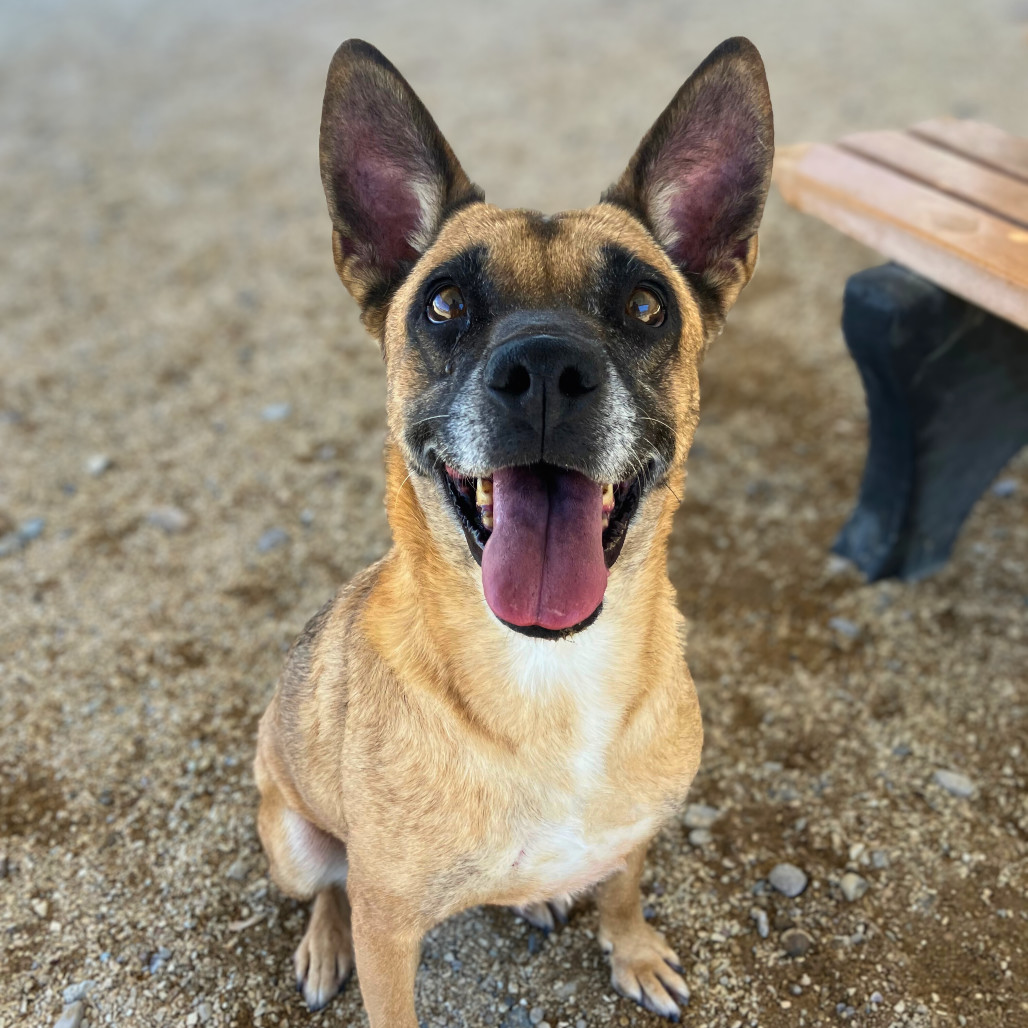 Coral, an adoptable Mixed Breed in Las Cruces, NM, 88012 | Photo Image 1