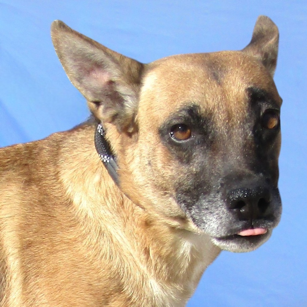 Coral, an adoptable Mixed Breed in Las Cruces, NM, 88012 | Photo Image 2