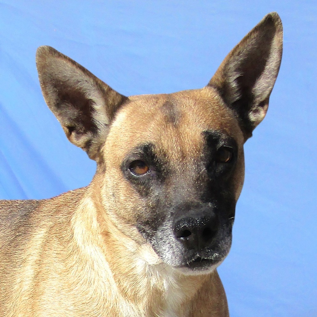 Coral, an adoptable Mixed Breed in Las Cruces, NM, 88012 | Photo Image 3