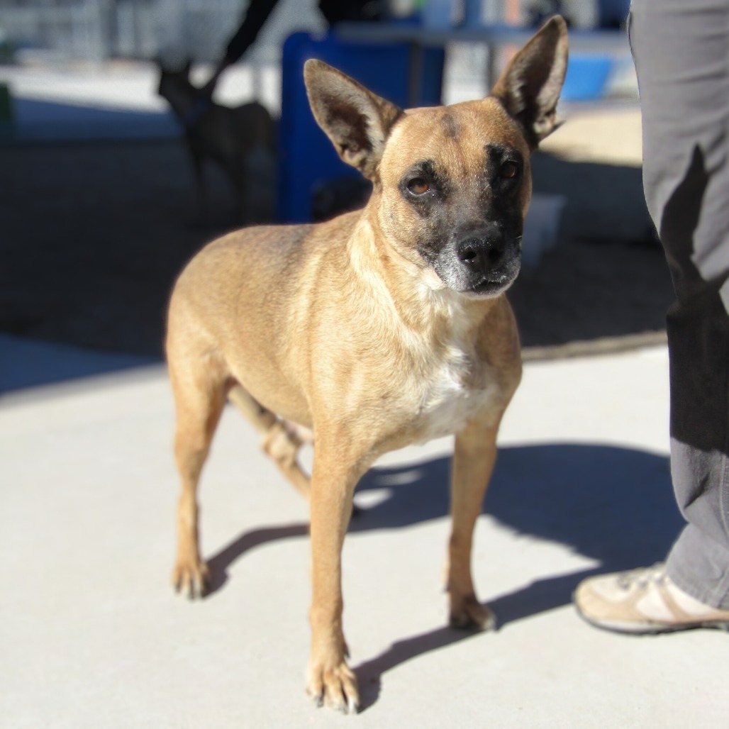 Coral, an adoptable Mixed Breed in Las Cruces, NM, 88012 | Photo Image 4