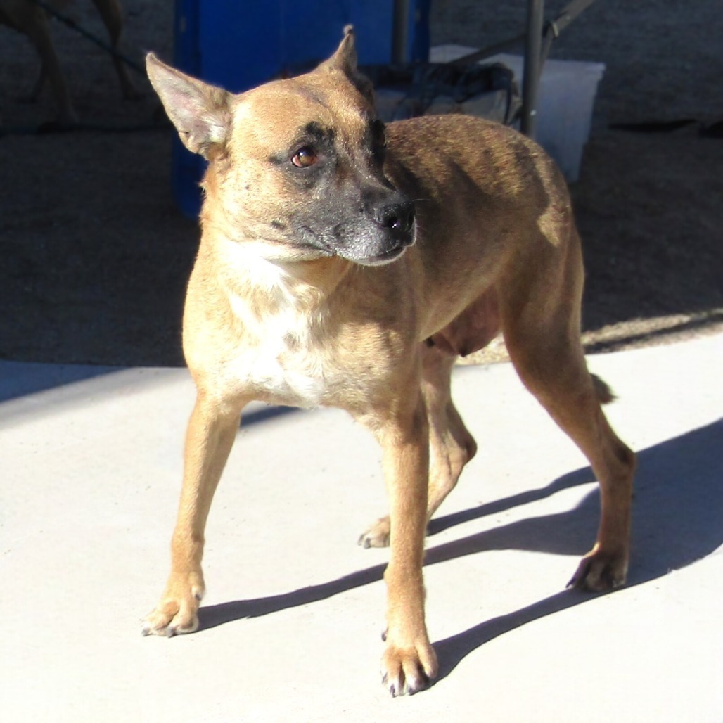 Coral, an adoptable Mixed Breed in Las Cruces, NM, 88012 | Photo Image 5
