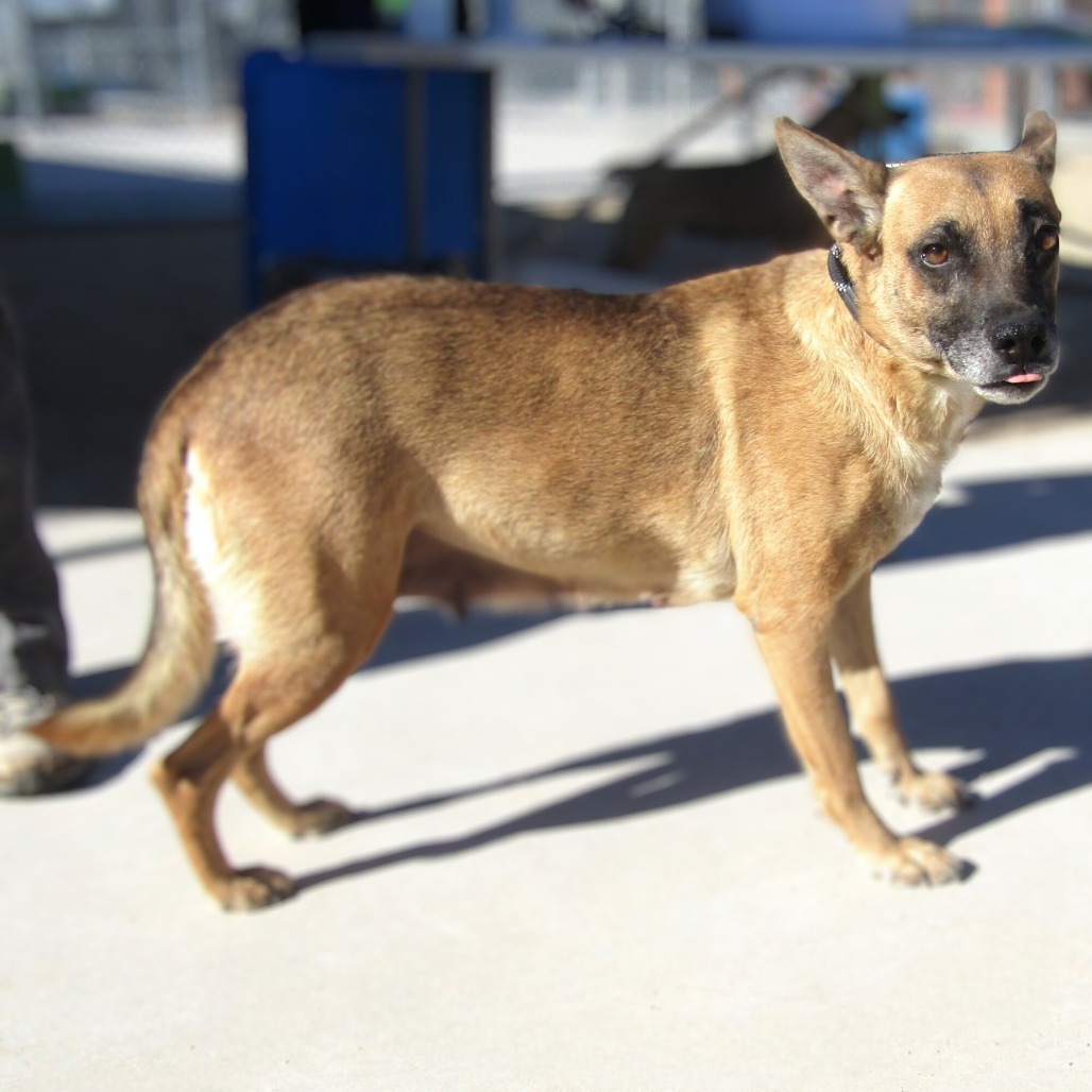Coral, an adoptable Mixed Breed in Las Cruces, NM, 88012 | Photo Image 6