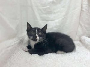 Gantt, Baby Male Domestic Short Hair