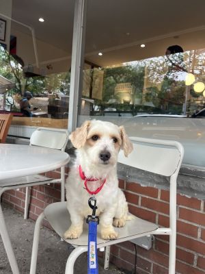Cuatro Maltese Dog