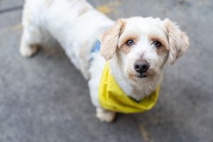 Cuatro is a 3-year-old 14-pound male Malti-poo mix from Alabama Since joining the pack in mid-June