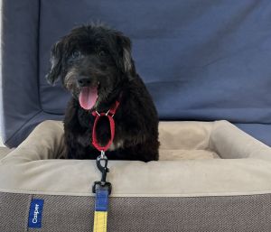 Carson Mixed Breed Dog