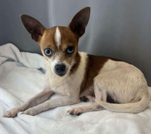 Ribbit Mixed Breed Dog