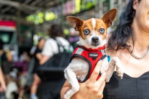 Ribbit is a 35-year-old 7-pound male Chihuahua mix from Alabama In his time in NYC he has adjuste