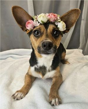 Lilly Chihuahua Dog