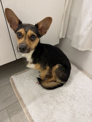 Meet Lilly an affectionate 15-year-old 16-pound Chihuahua-Corgi mix eager to be your forever fri