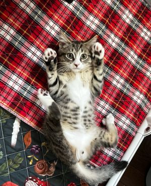 Wasabi Domestic Short Hair Cat