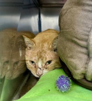 Odin, Adult Male Domestic Short Hair