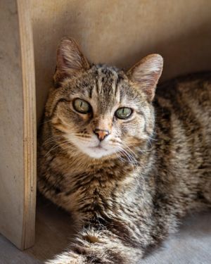 Benita, Adult Female Domestic Short Hair