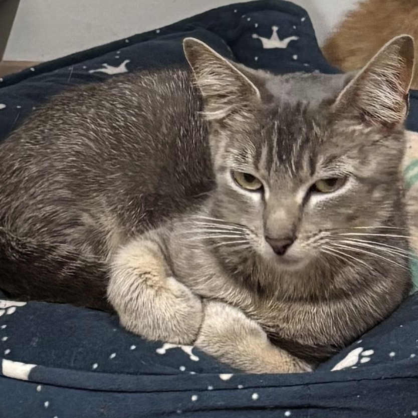 Melony, an adoptable Domestic Short Hair in Wichita, KS, 67208 | Photo Image 1