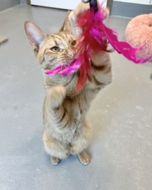 Rex, Baby Male Domestic Short Hair