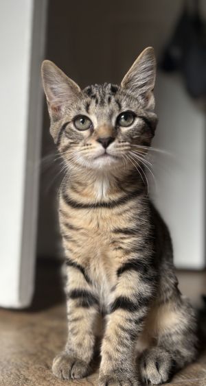 Liberty, Baby Female Domestic Short Hair
