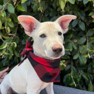 Hi My name is Sierra and Im at the Santa Barbara Campus Im a 2 month old female Shepherd Mix