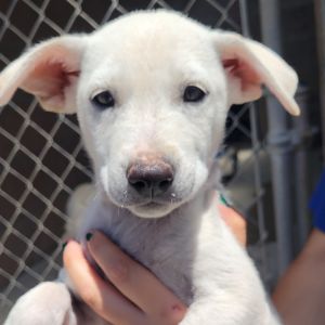Hi My name is Sierra and Im at the Santa Barbara Campus Im a 2 month old female Shepherd Mix