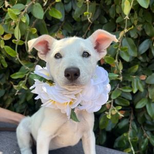Hi My name is Blanca and Im at the Santa Barbara Campus Im a 2 month old female Shepherd Mix