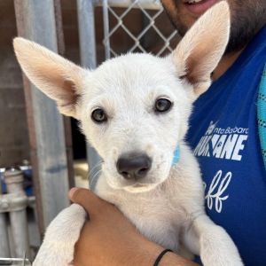 Hi My name is Blanca and Im at the Santa Barbara Campus Im a 2 month old female Shepherd Mix