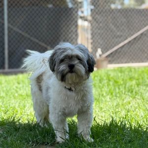 Hi My name is Cody and Im at the Santa Barbara Campus Im a 1 year old male L