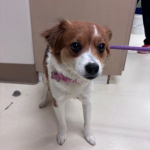 Hi there My name is Luna and Im at the Santa Maria Campus Im a female 10 month old mixed