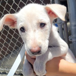 Hi My name is Whitney and Im at the Santa Barbara Campus Im a 2 month old female Shepherd Mix