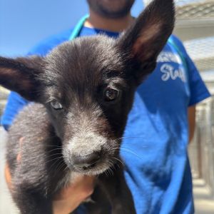 Hi My name is Cascade and Im at the Santa Barbara Campus Im a 2 month old male Shepherd Mix