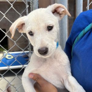 Hi My name is McKinley and Im at the Santa Barbara Campus Im a 2 month old female Shepherd Mix