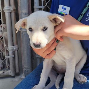 Hi My name is Olympia and Im at the Santa Barbara Campus Im a 2 month old female Shepherd Mix