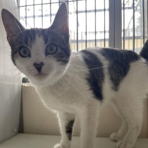 Hi My name is Goji and Im at the Santa Barbara Campus Im a 2 year old female Domestic Shorthair