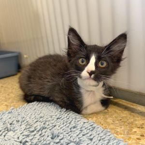 Hi My name is Gecko and Im at the Santa Barbara Campus Im a 2 month old Male Domestic Shorthair