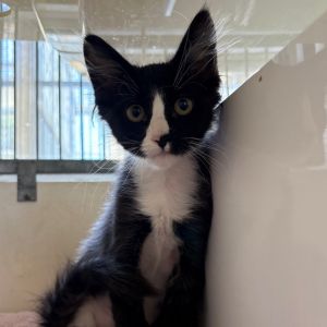 Hi My name is Gecko and Im at the Santa Barbara Campus Im a 2 month old Male
