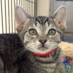 Hi My name is Bee and Im at the Santa Barbara Campus Im a 2 month old Male Domestic Shorthair