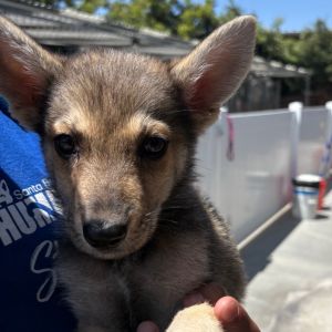 Hi My name is Teton and Im at the Santa Barbara Campus Im a 2 month old female Shepherd Mix